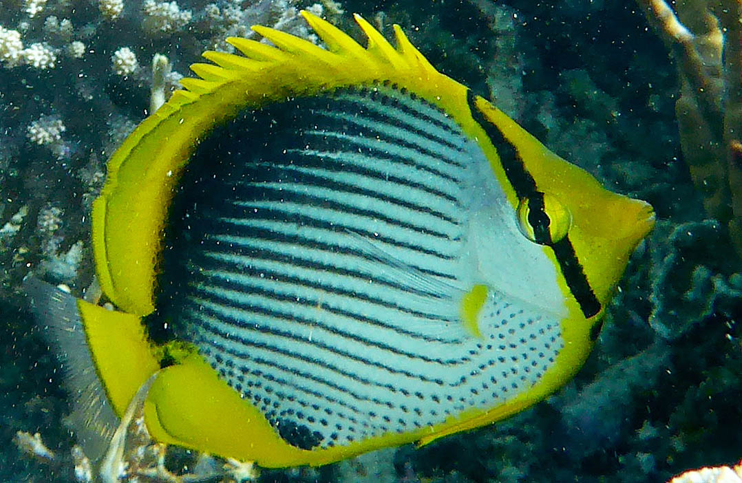 butterflyfish-black-backed-pink-beach