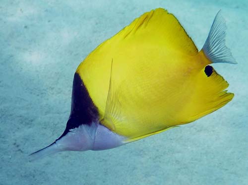 butterflyfish-long-nosed