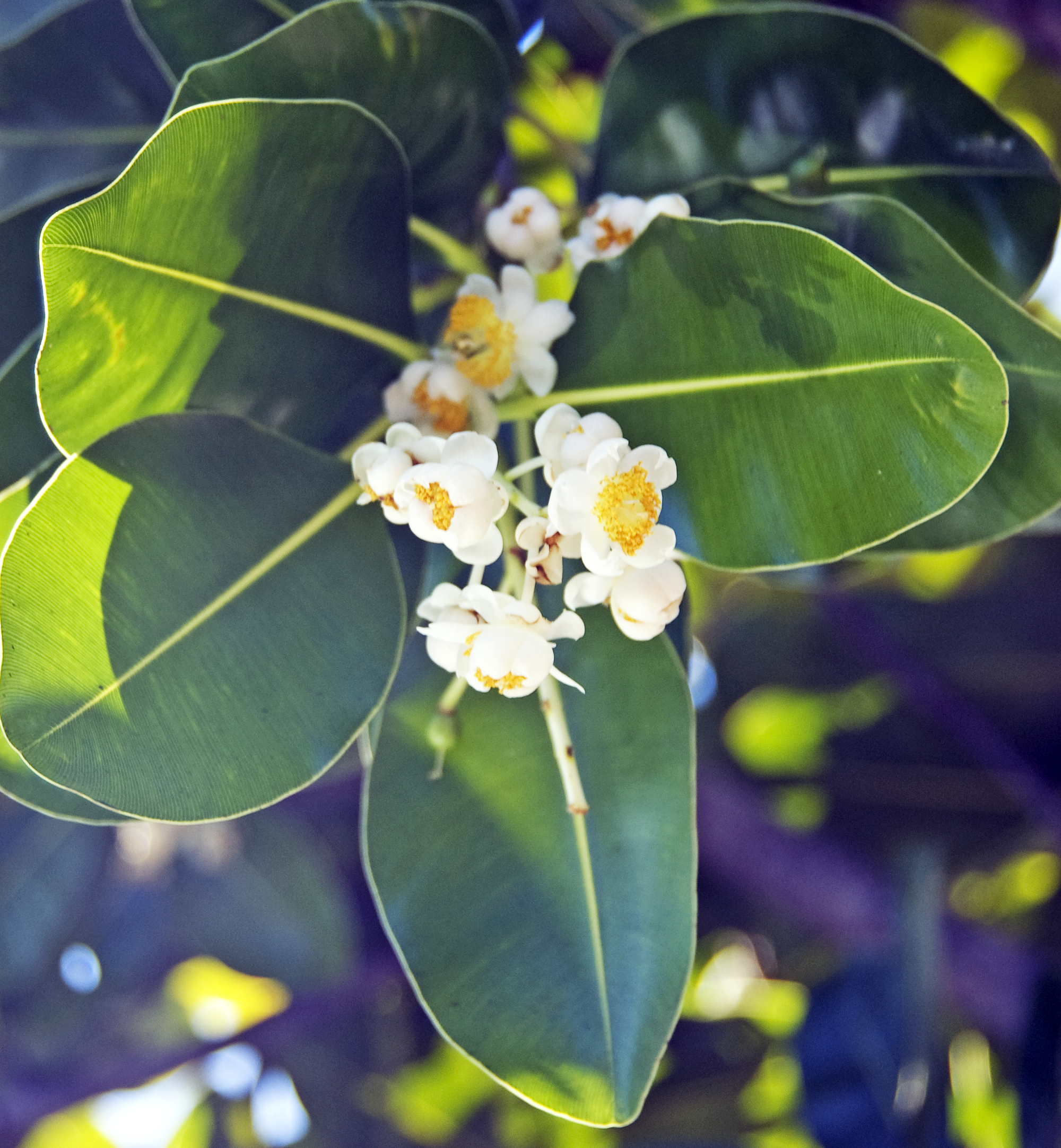callophylum-flowers-broome
