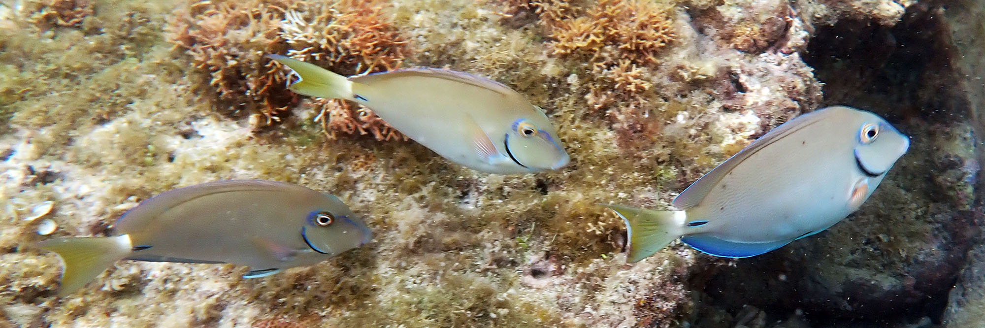 caribbean-ocean-surgeonfish-antigua