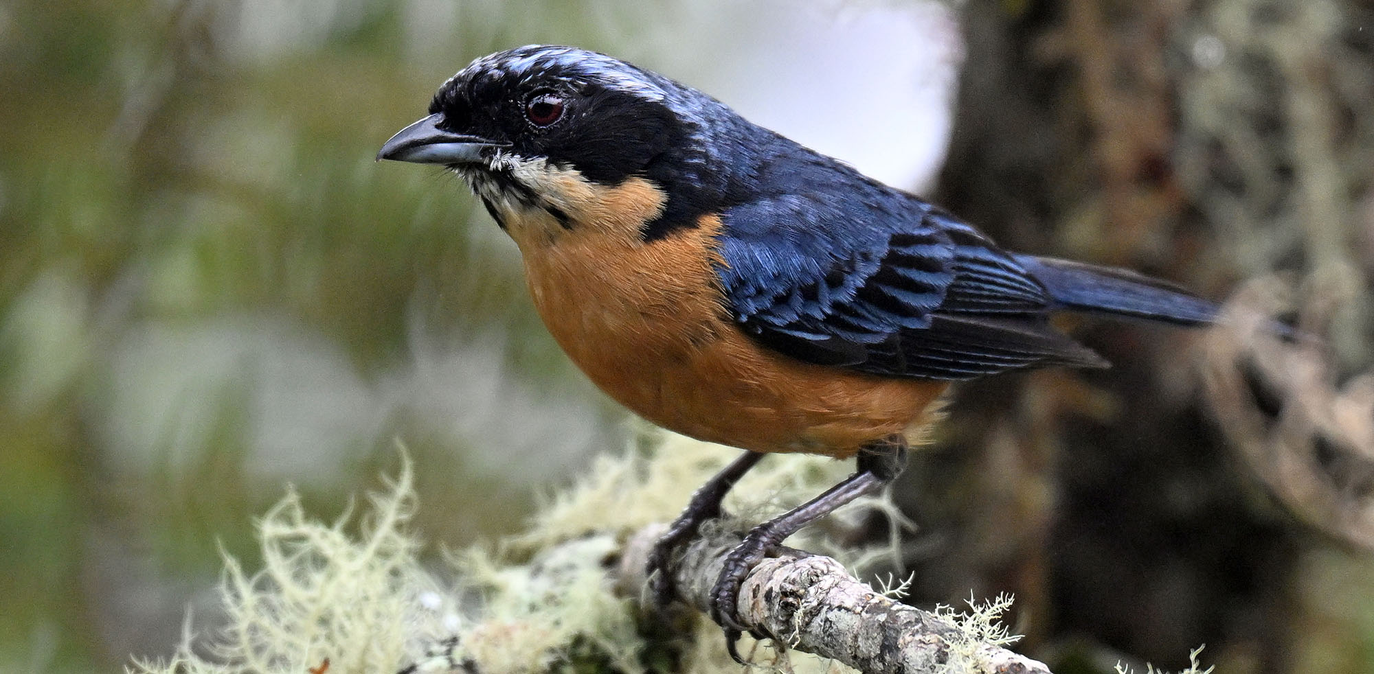 death-road-chestnut-bellied-mountain-tanager-