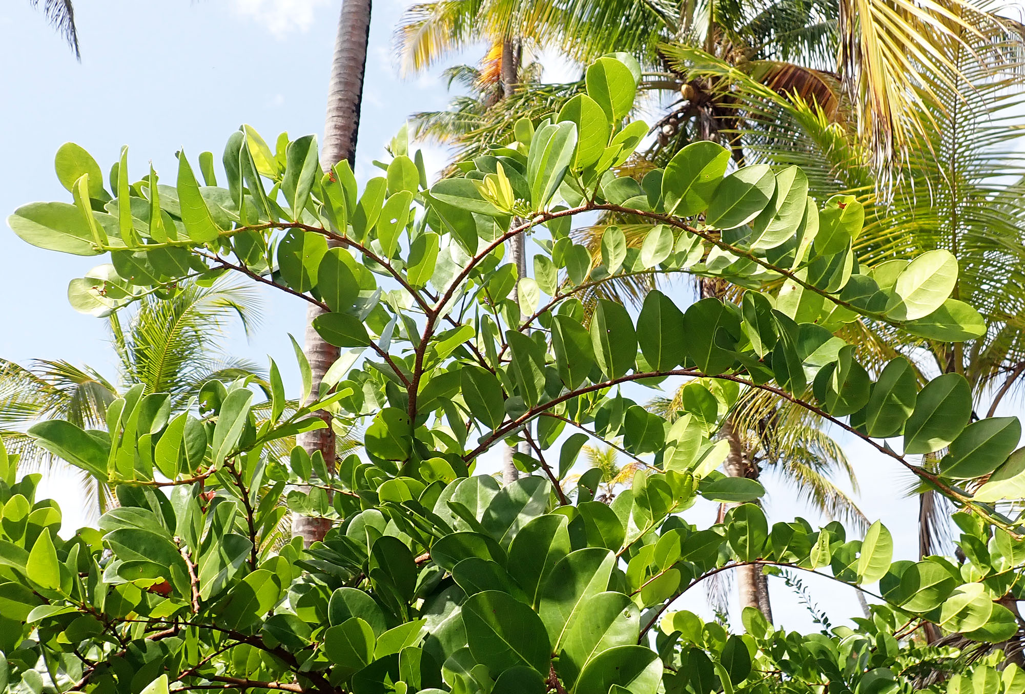 Cocoplum-Chrysobalanus-icaco-san-blas