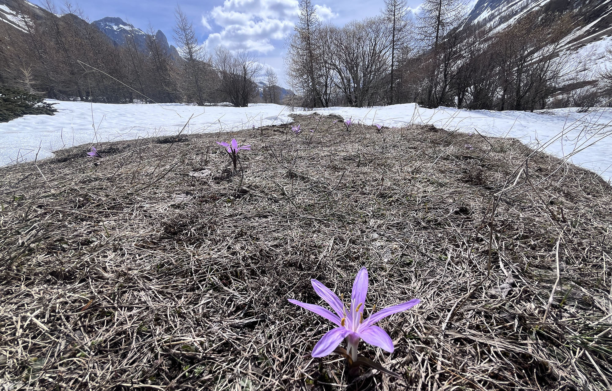 Colchicum-bulbocodium-Spring-Meadow-Saffron-2026-4-17-the-alps-IMG_4959-reduced Colchicum-bulbocodium-Spring-Meadow-Saffron-2026-4-17-the-alps-IMG_4959-reduced