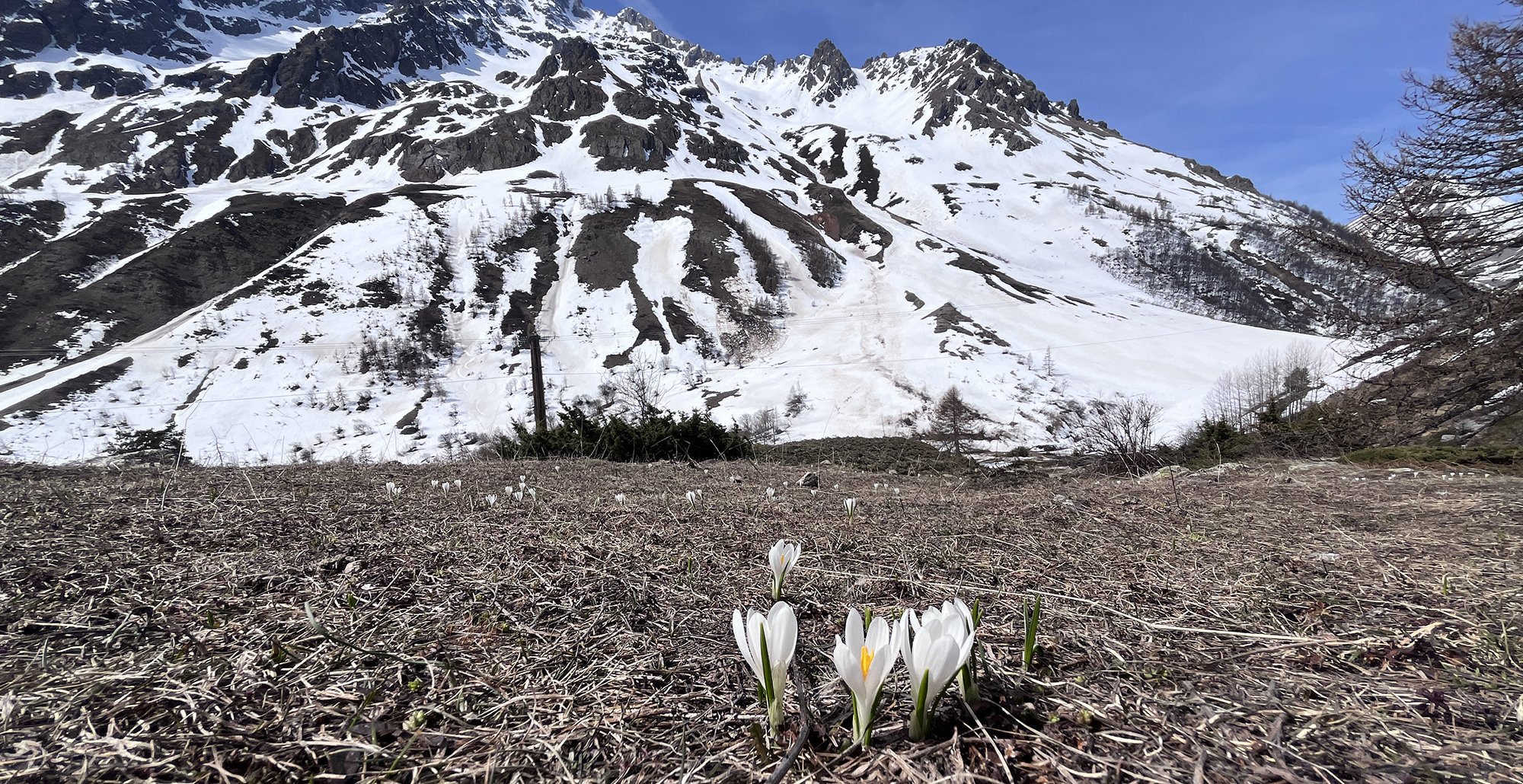 crocus-french-alps-