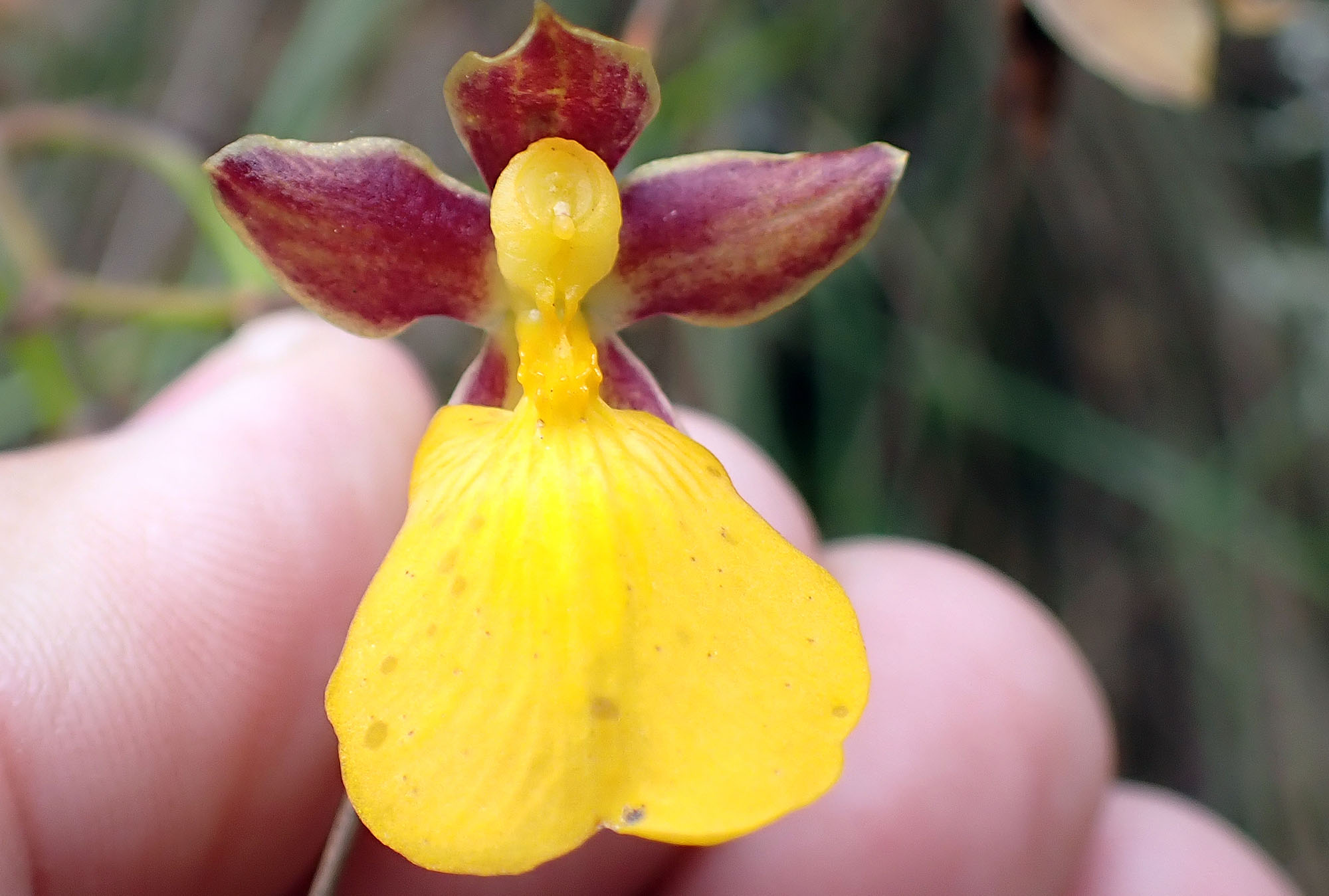 jucumari-orchid- jucumari-orchid-