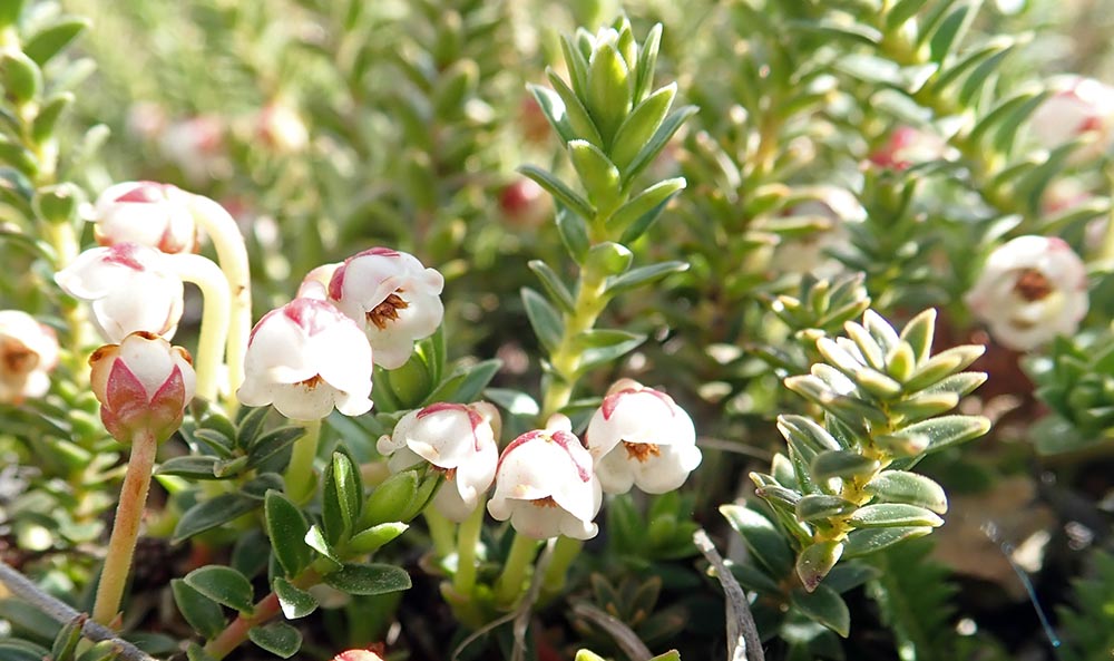 Gaultheria-pumila-Mountain-Berry