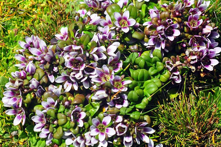 Gentianella-concinna-aucklands