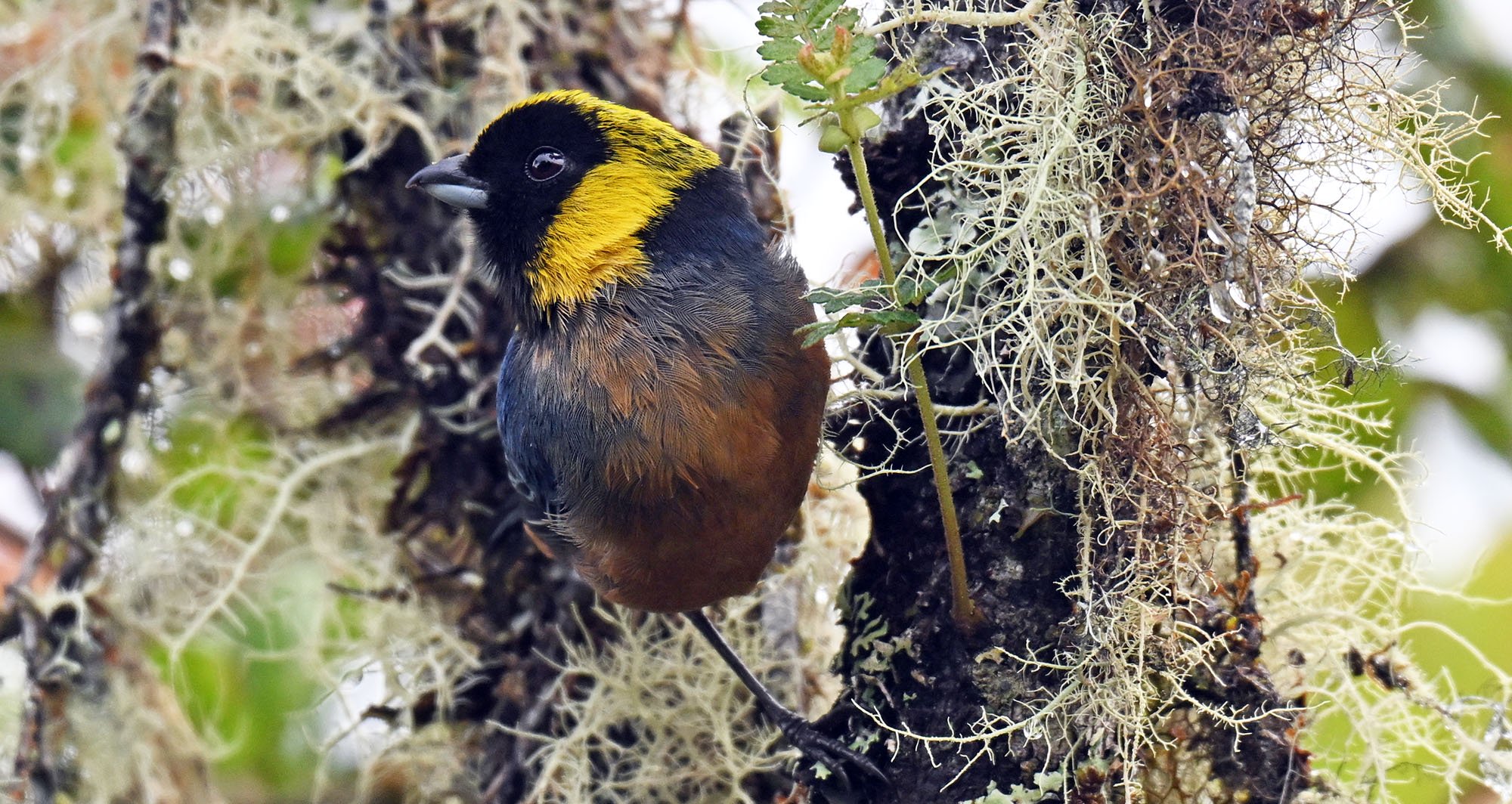 death-road-golden-collared-tanager-