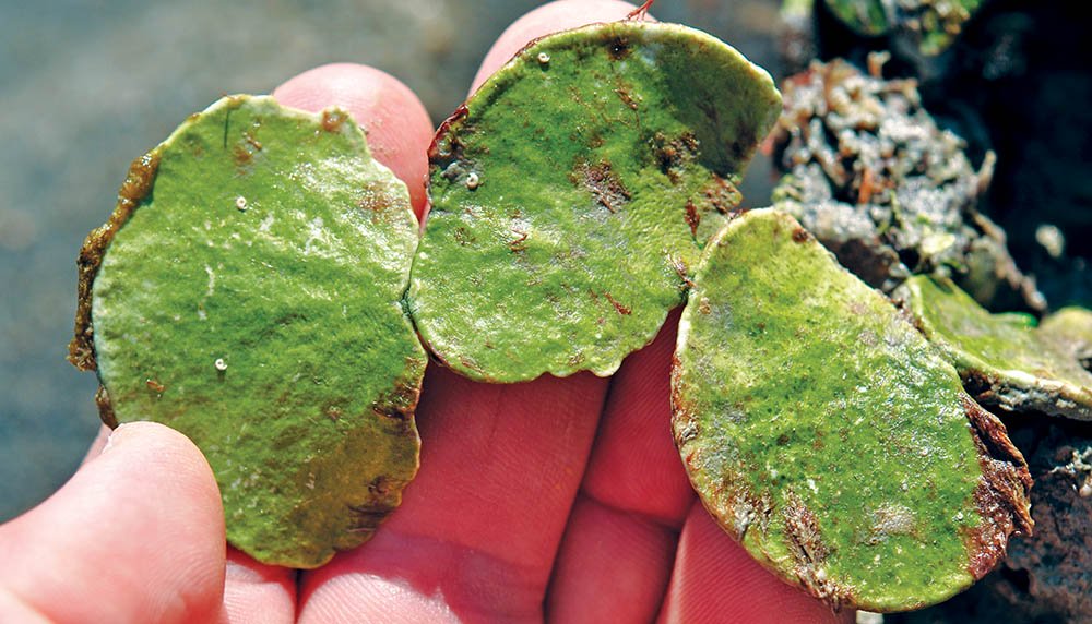 halimeda-large-leave-careening-bay