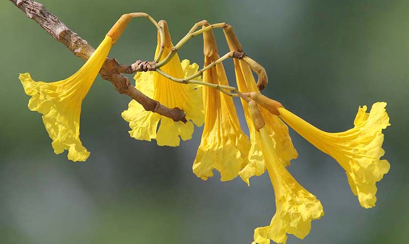 pousa-alegre-flowers