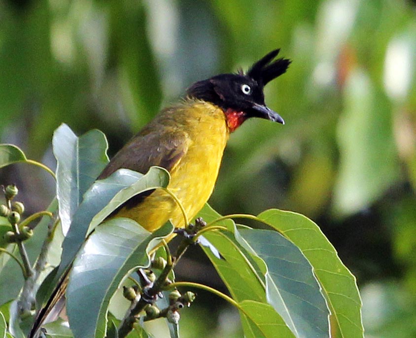 KhaoYaiBlackheadBulbul