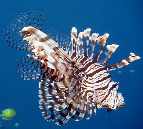 MarovoLionfish