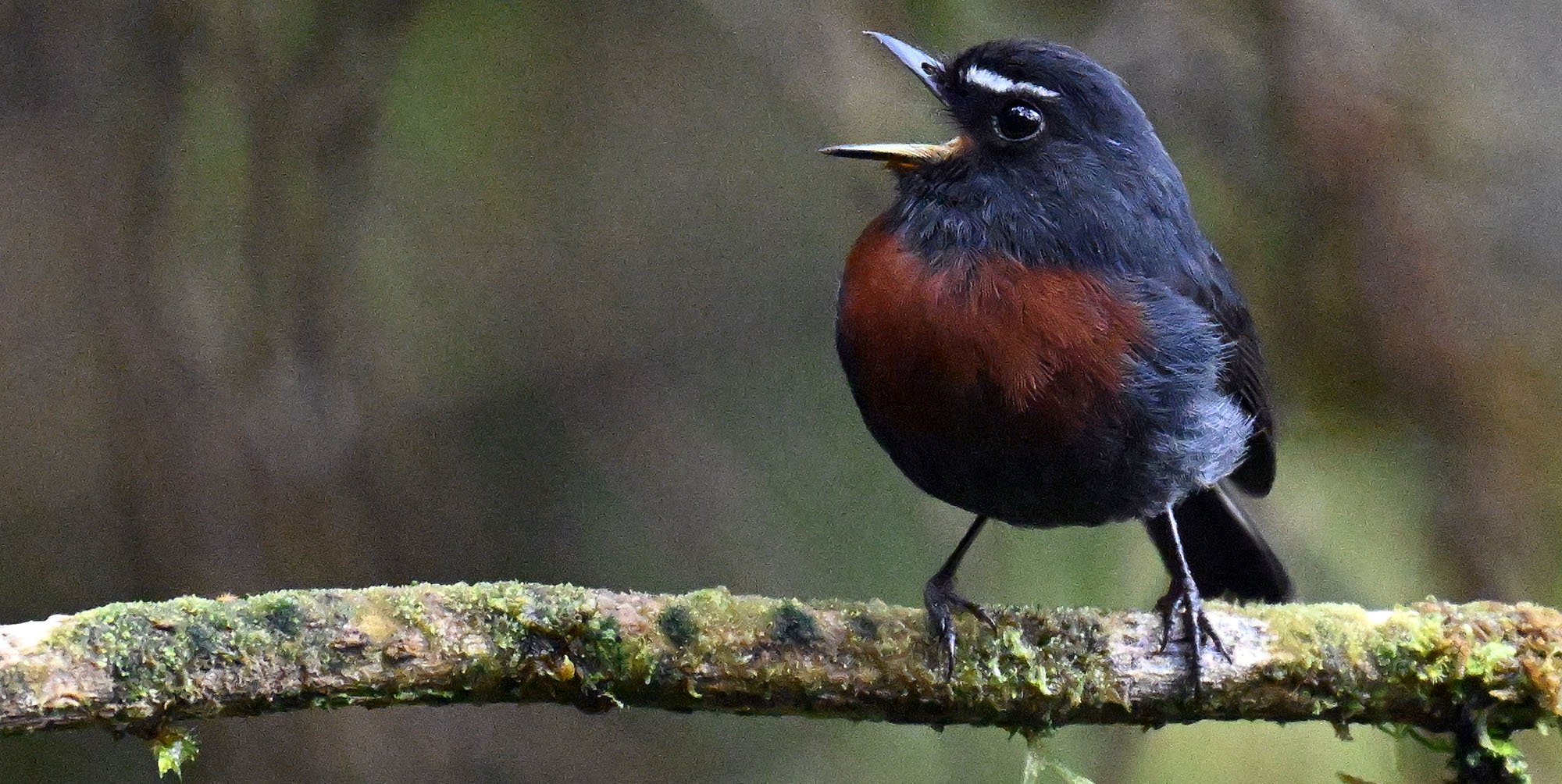 death-road-Maroon-belted Chat-Tyrant