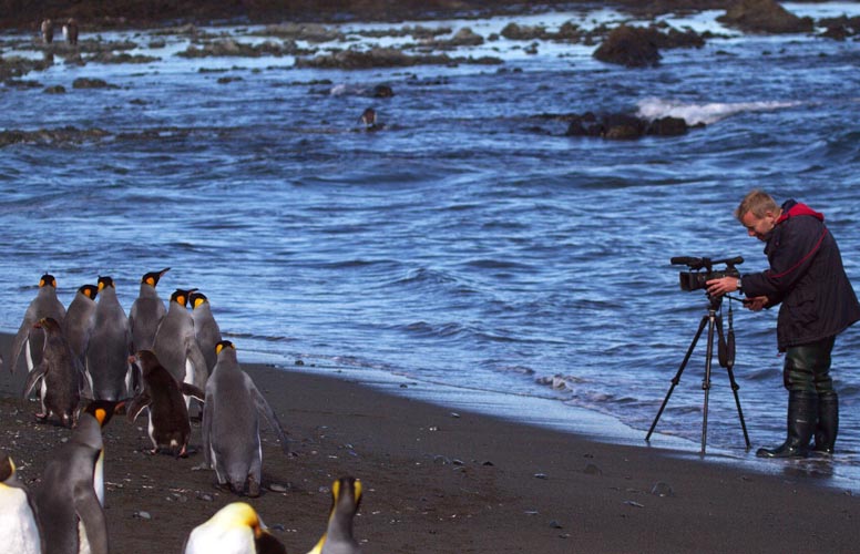 Damon Ramsey filming penguins for Ecosystem Guides documentaries