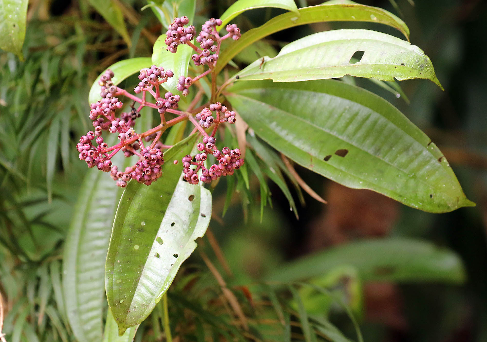 miconia-manu-lodge