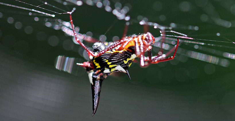 Micrathena-raimondi-spider-spiny-back-tandayapa