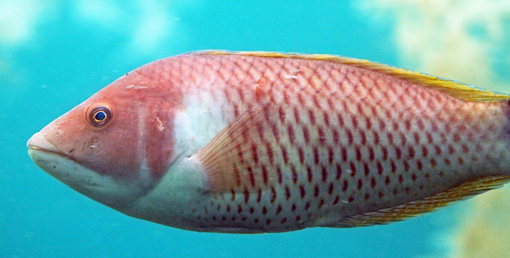 Milford-Sound-Underwater-Observatory-red-fish