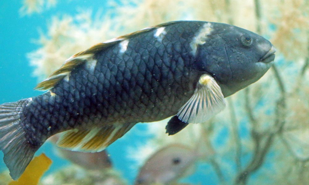 Milford-Sound-Underwater-Observatory-grey-fish