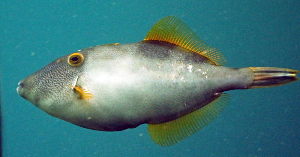 Milford-Sound-Underwater-Observatory-leatherjacket