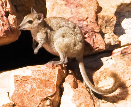 wallaby-monjon-rock-bigge