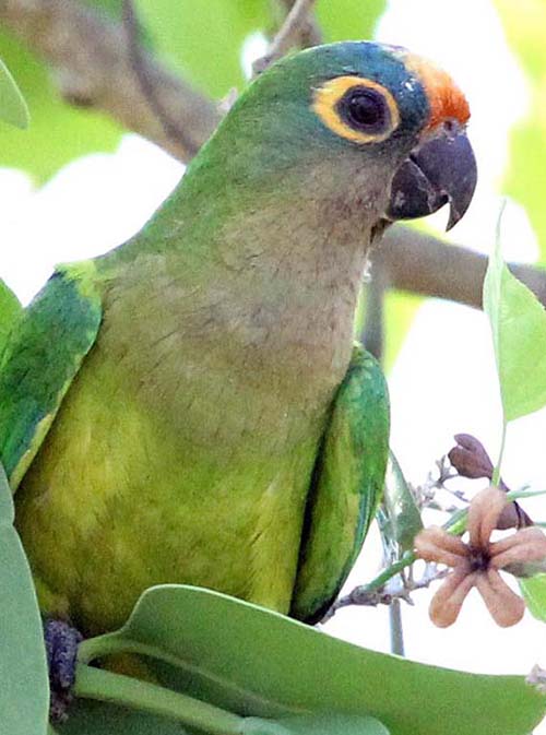 hotelmatogrosso-parrot