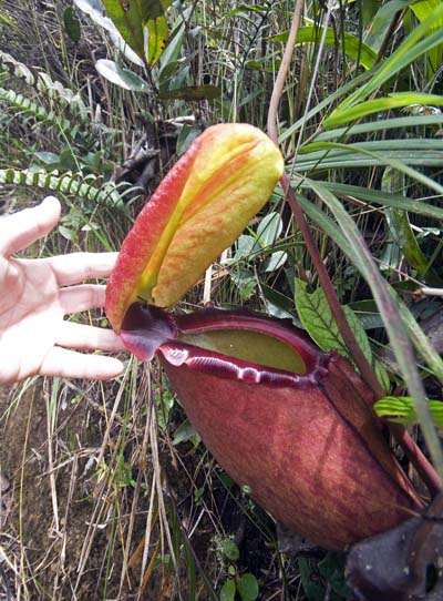 the Rajah Pitcher Plant, slopes of Mt.Kinabalu, Mesilau