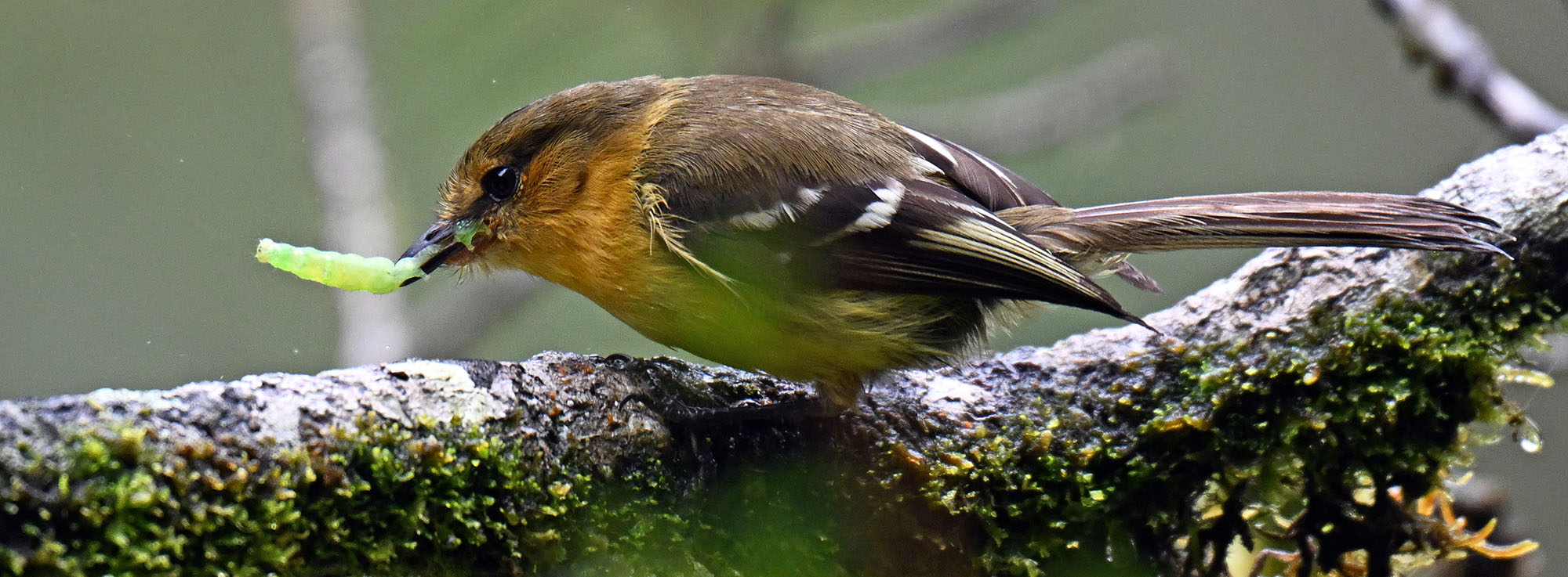 death-road-Nephelomyias-ochraceiventris-Ochraceous-breasted