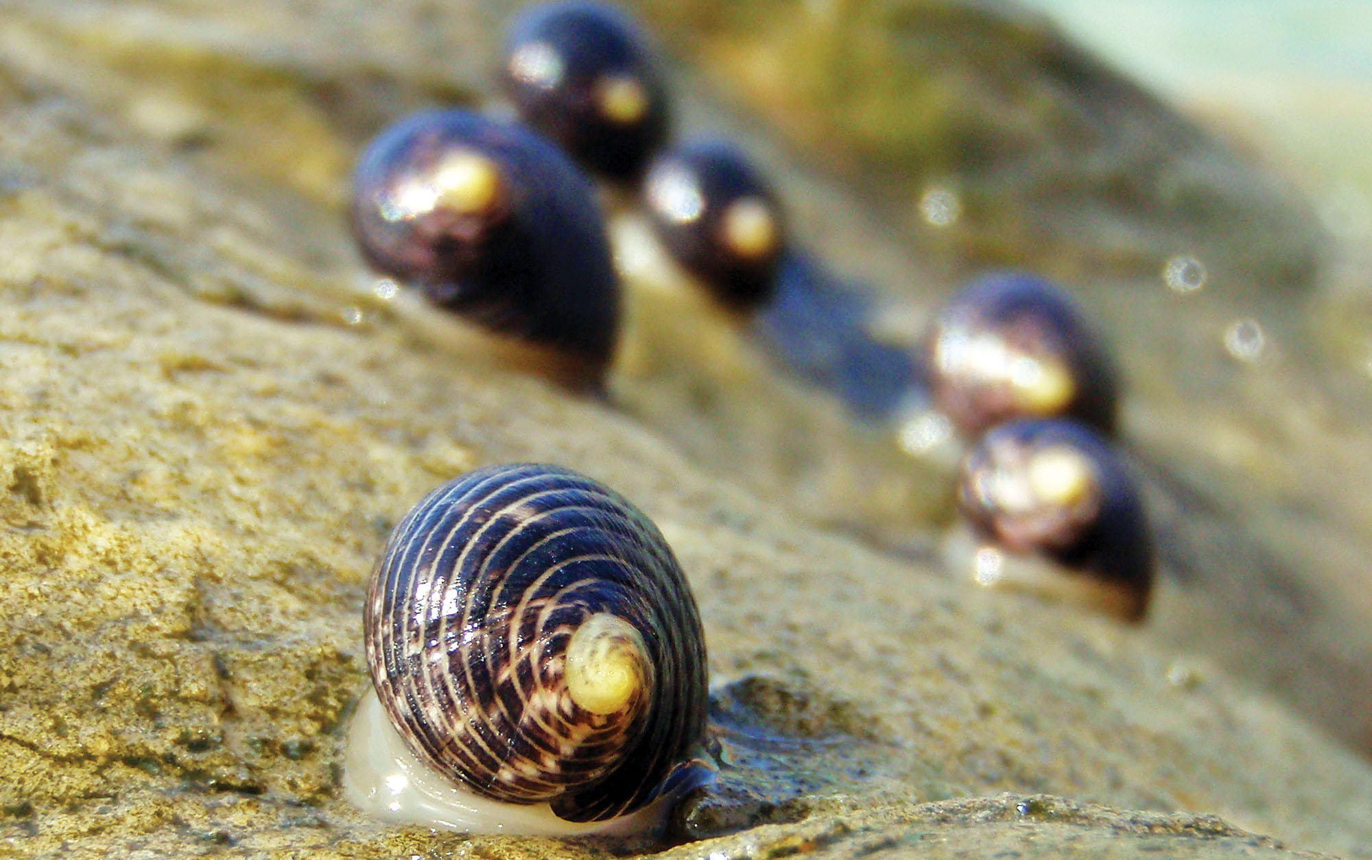 nerites-kimberley nerites-kimberley