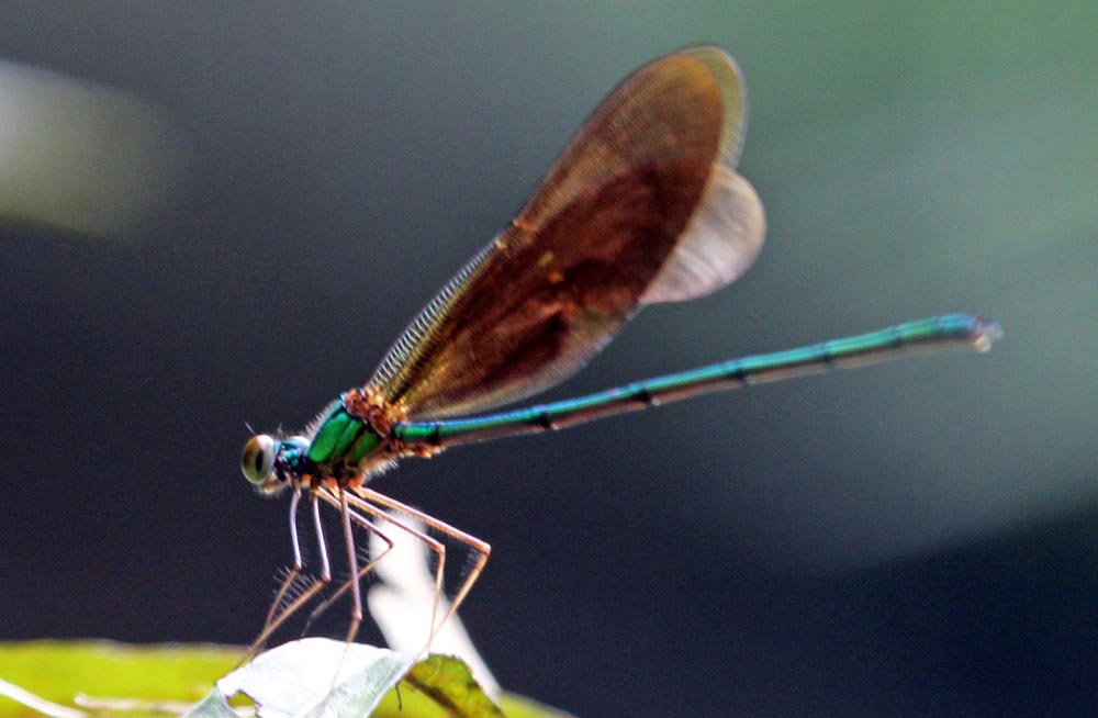 OurJungleHouseDragonfly