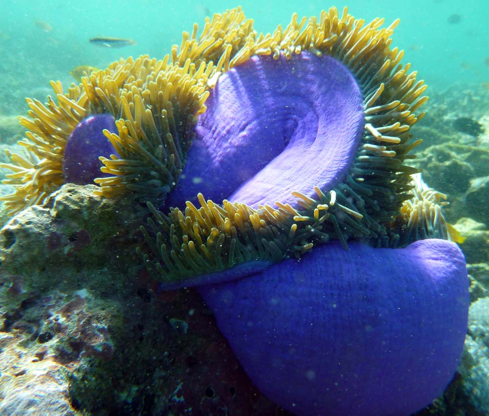 an anemone, half closed, coral reef off Pink Beach, Komodo.