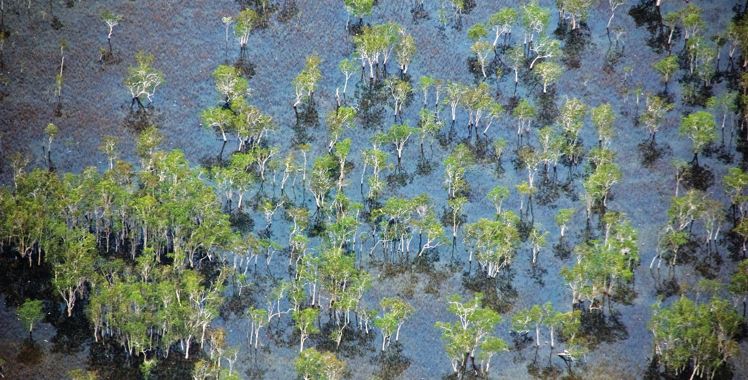 paperbark-flooded-woodland-northern-australia