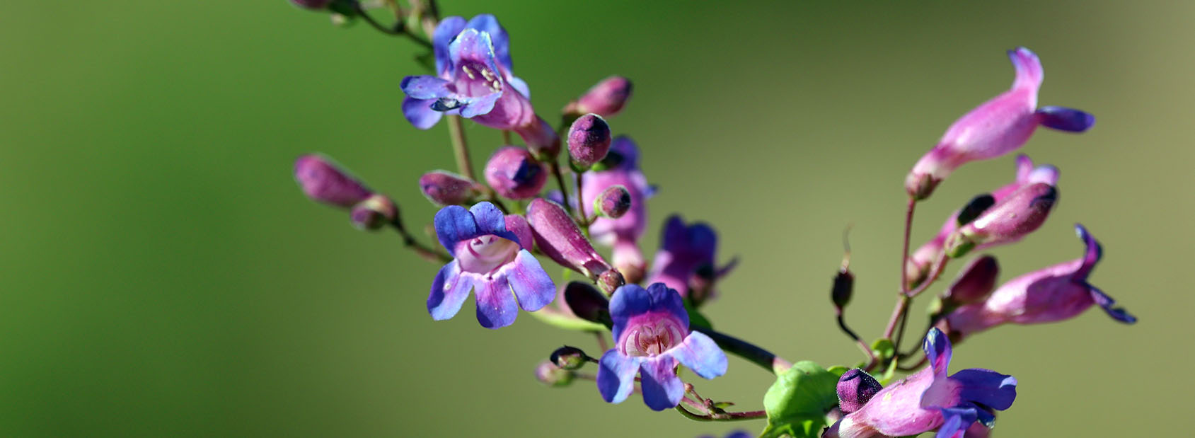 Penstemon-spectabilis-showy-pentstemon-topanga