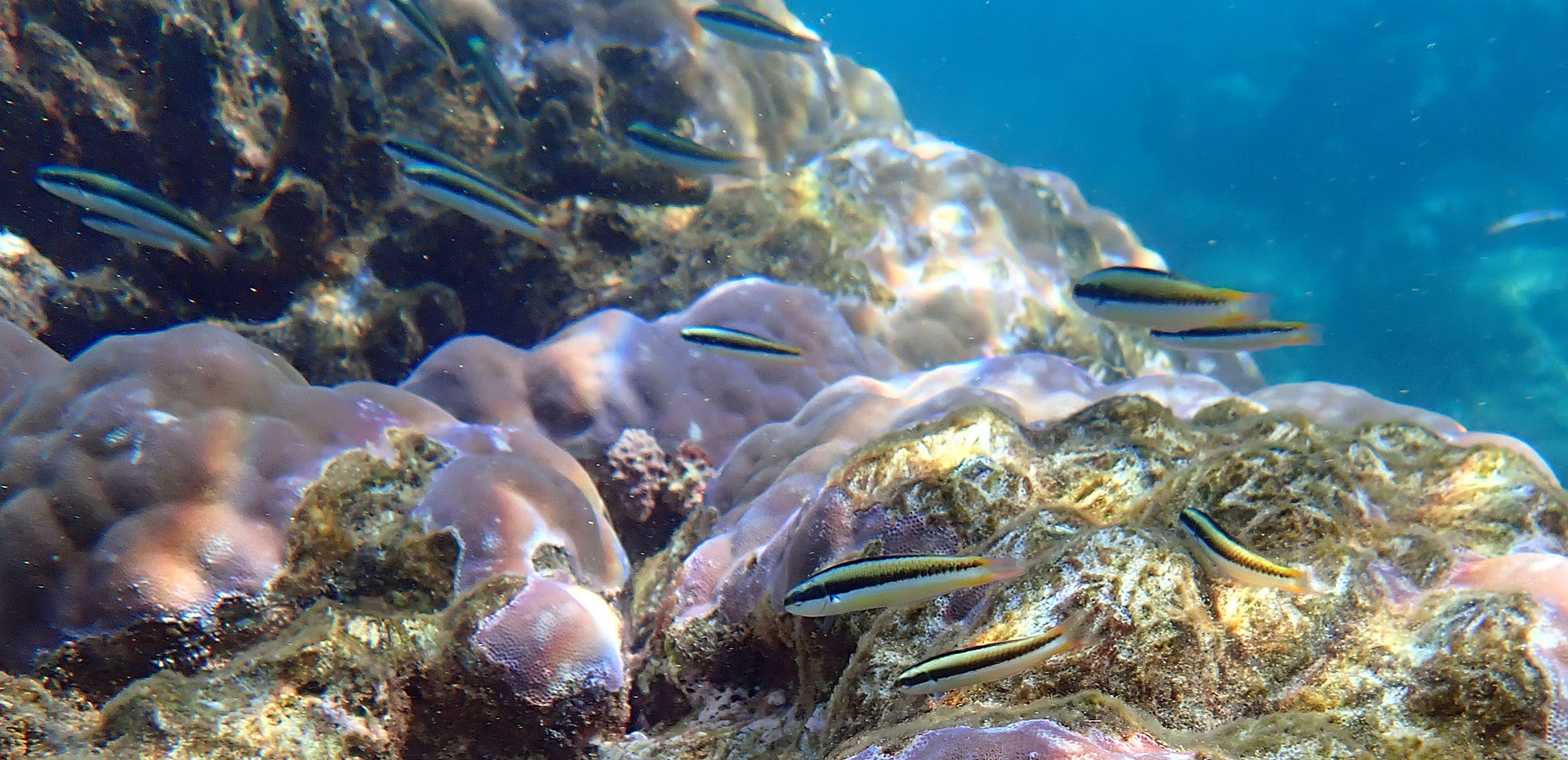 pixy-wrasse-muiron-