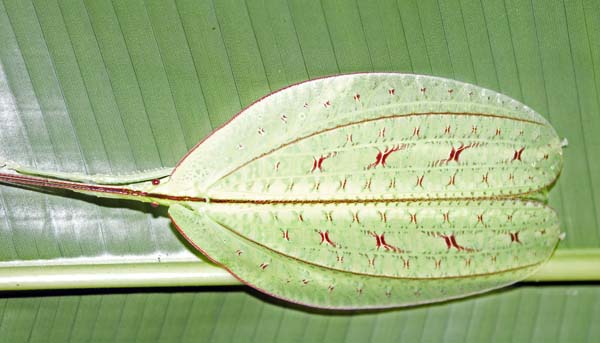 PoringKatydid