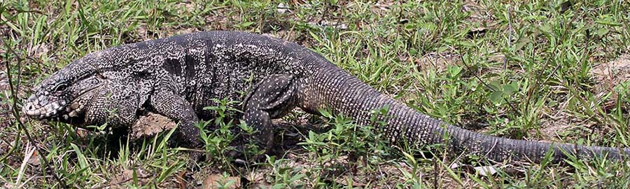 pousa-alegre-tegu