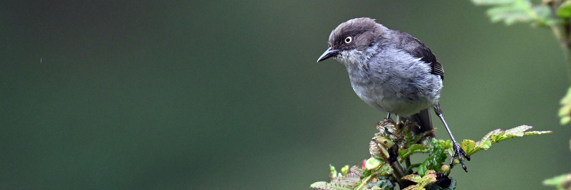 death-road-Pseudospingus-xanthophthalmus-Drab-Hemispingus-