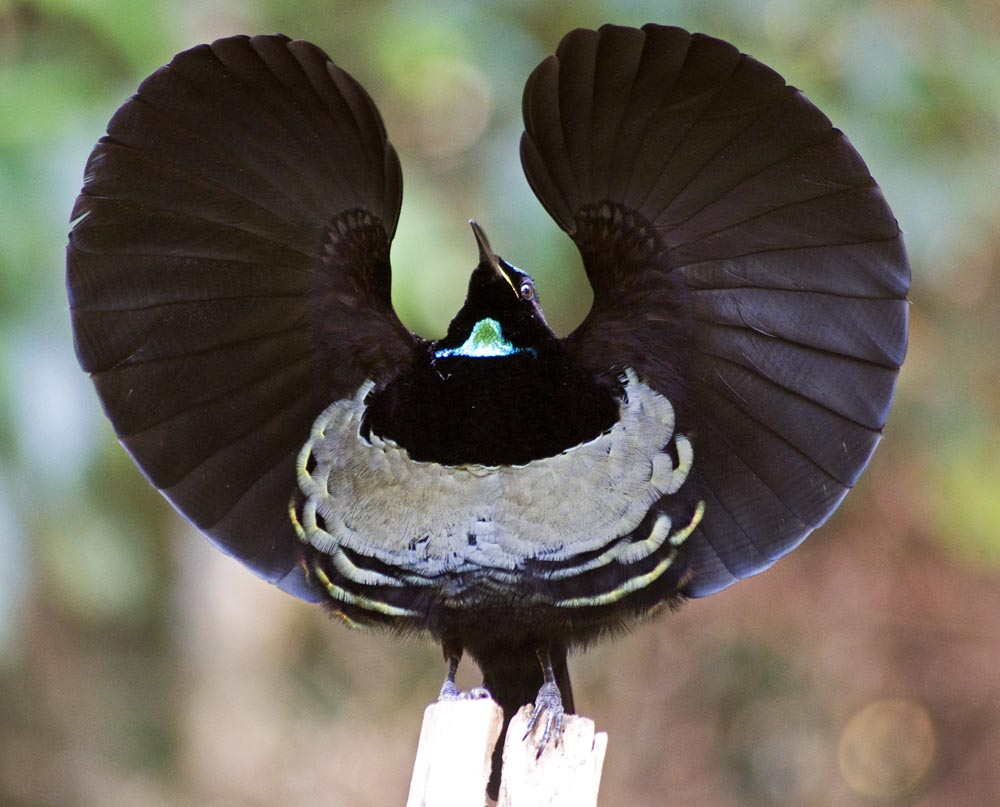 Брачный танец самца. Ptiloris victoriae. Щитоносная Райская птица. Щитоносная Райская птица Виктории. Щитоносная Райская птица самка.