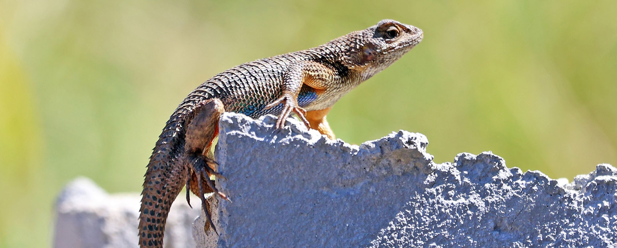 western-fence-lizard-blue-belly-topanga