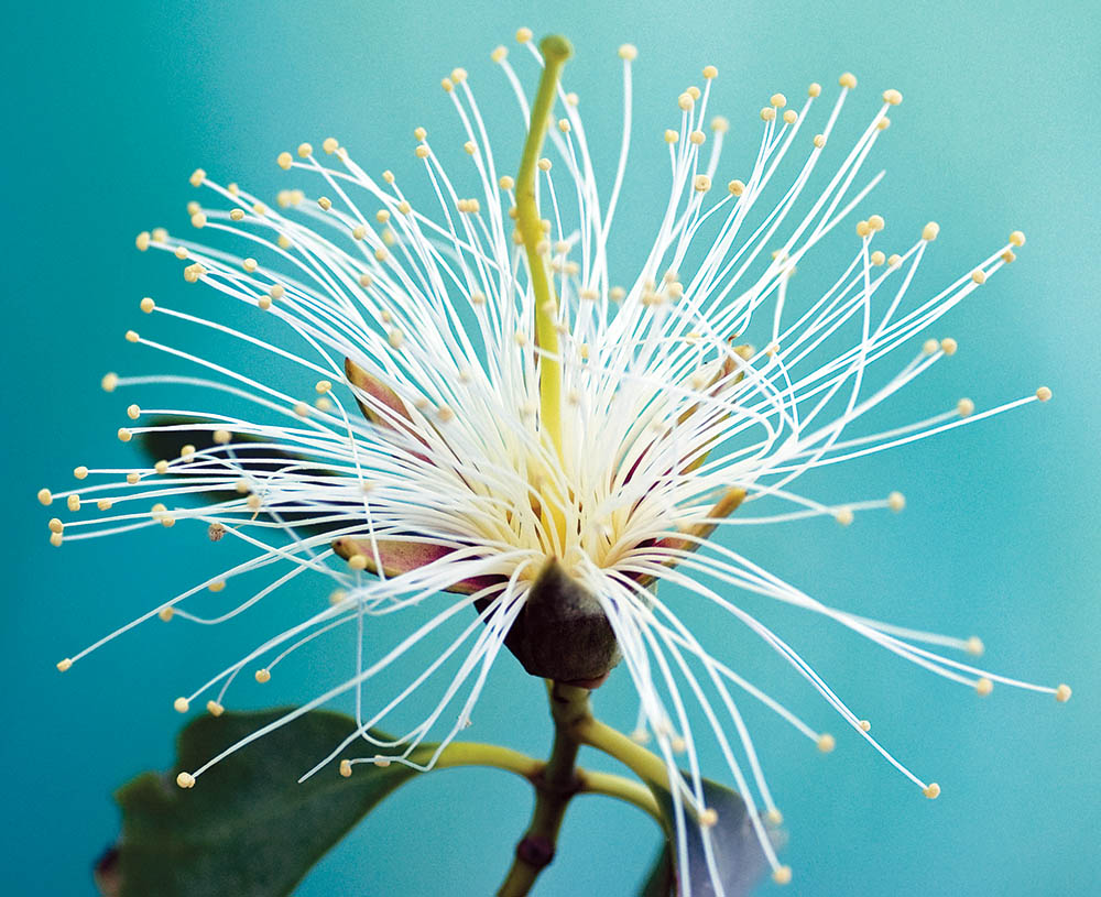 sonneratia-flower-horizontal-waterfalls-