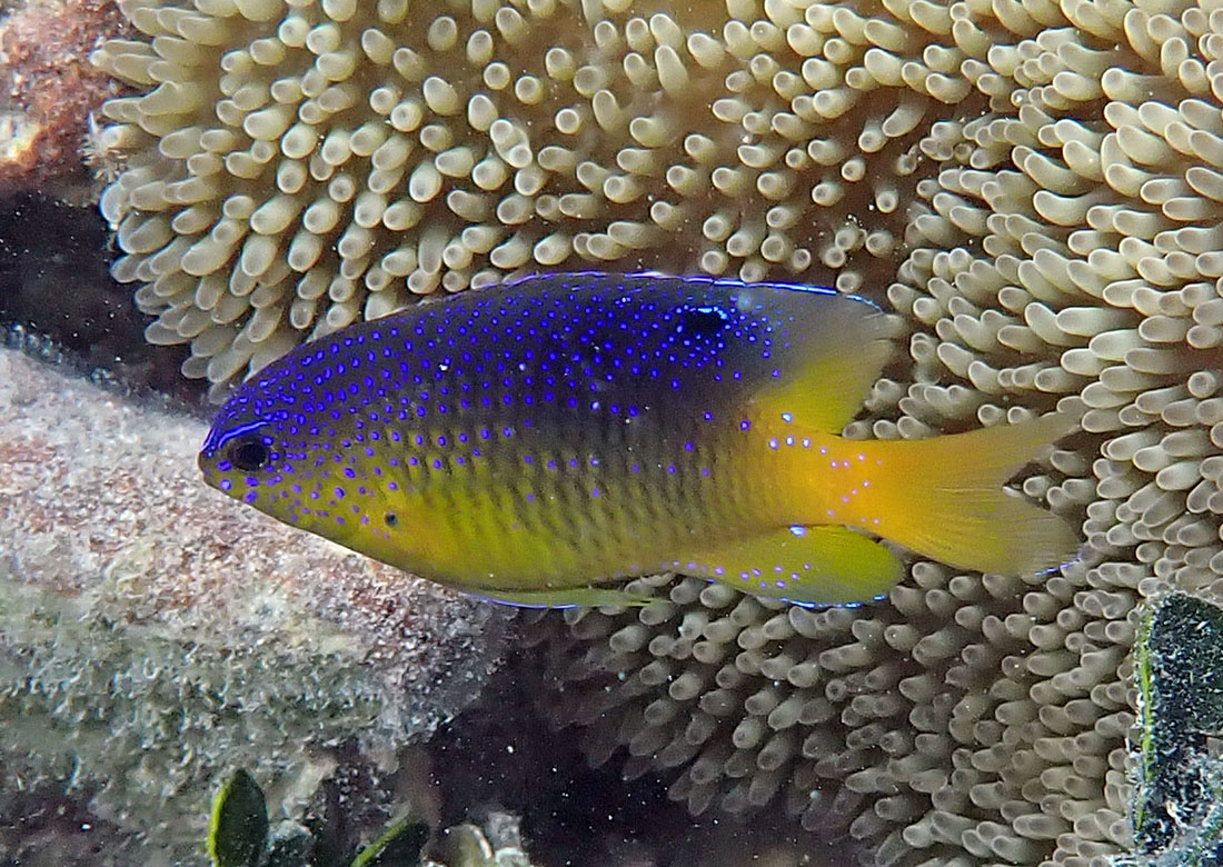 Stegastes-xanthurus-Caribbean-Cocoa-Damselfish-2024-4-25-antigua-