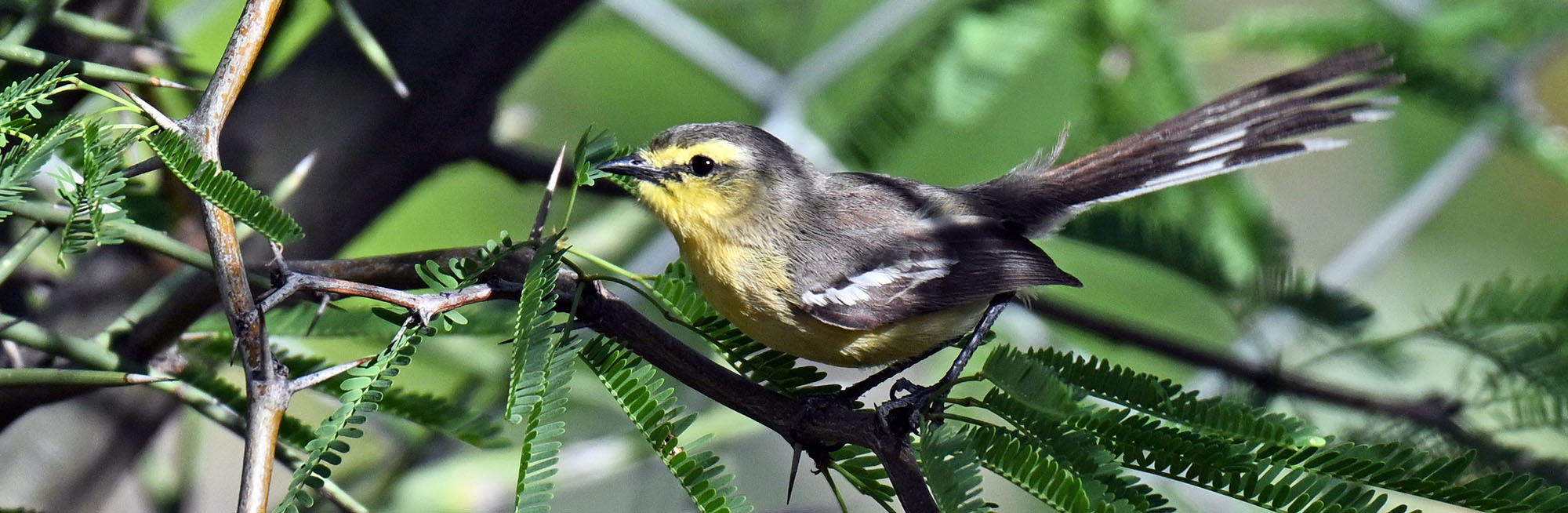 Greater-Wagtail-Tyrant-bolivia