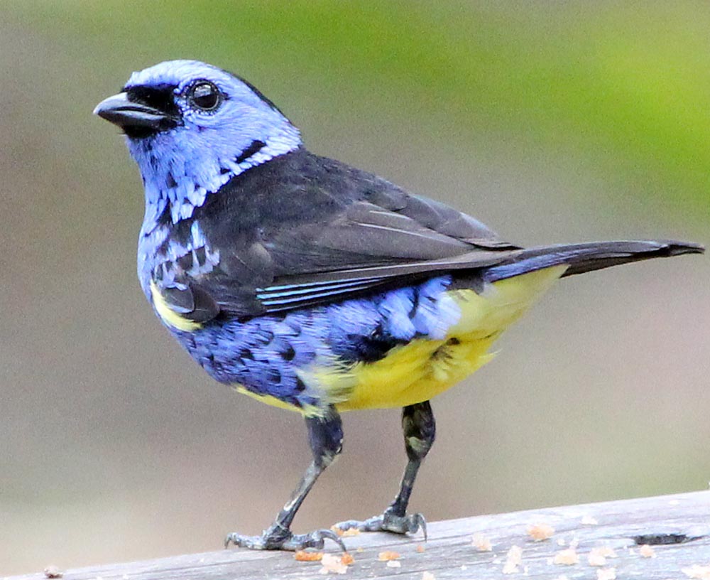 tanager-torquoise