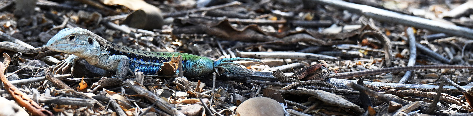 Teius-teyou-four-toed-tegu-2025-11-7-morning-red-fronted-macaw-lodge