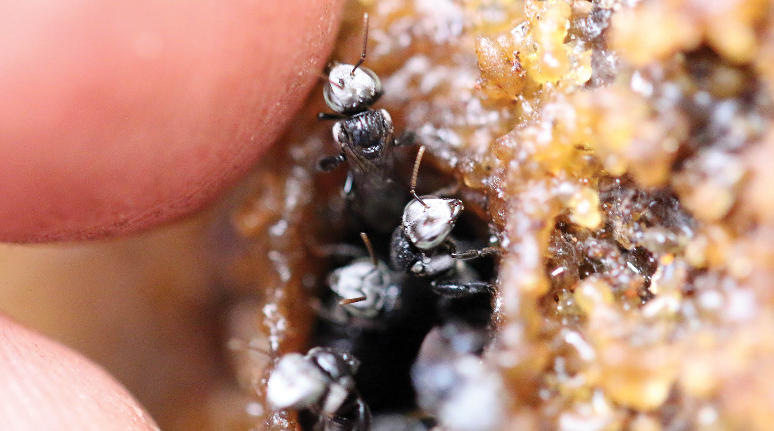 tetragonula-with-finger-vansittart