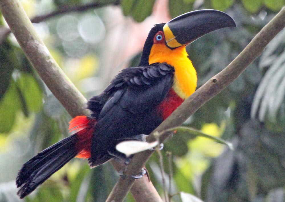toucan-channel-billed-rio