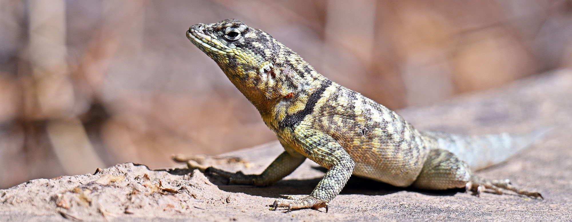Tropidurus-azurduyae-2025-11-7-morning-red-fronted-macaw-lodge