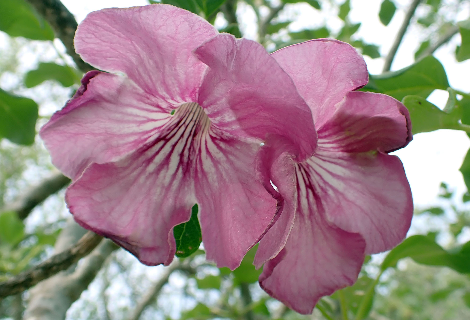 Uncarina-stellulifera-2024-12-25-arbore