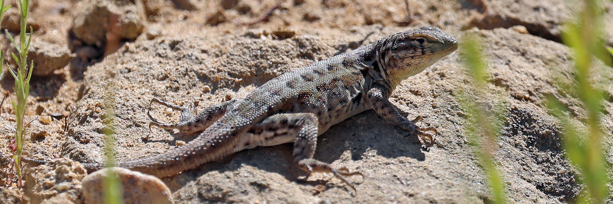Uta-stansburiana-common-side-blotched-topanga-
