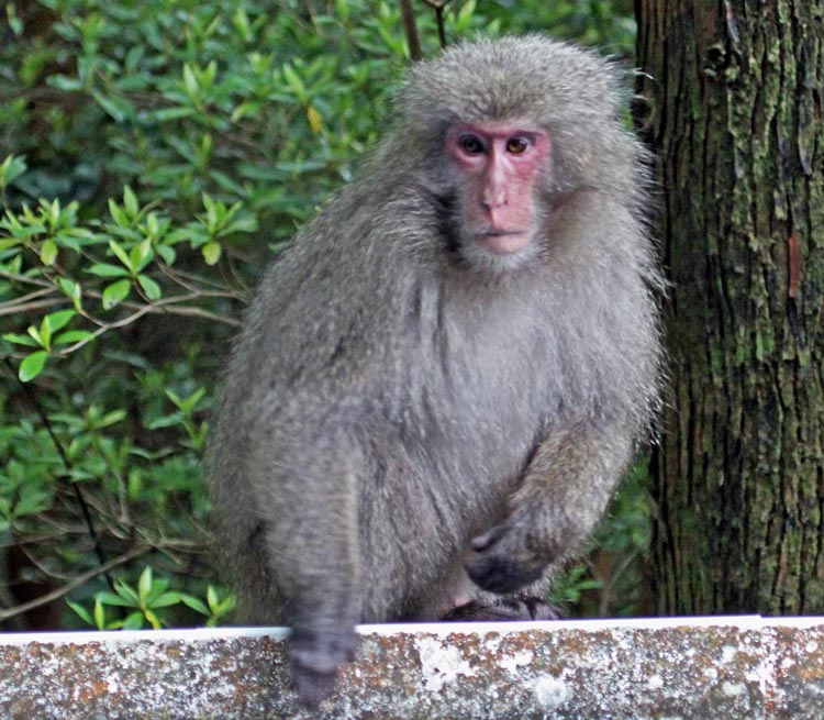'Japanese Macaque', Yakushima Island, (image by Damon Ramsey, www.ecosystem-guides.com)  