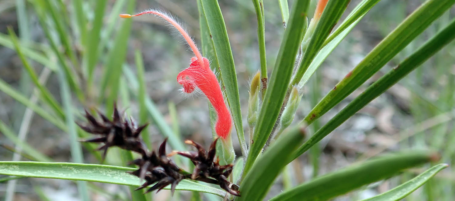 adenanthos-barbiger-avon-wa